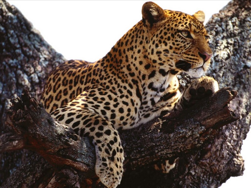 Outward Thoughts, African Leopard; DISPLAY FULL IMAGE.