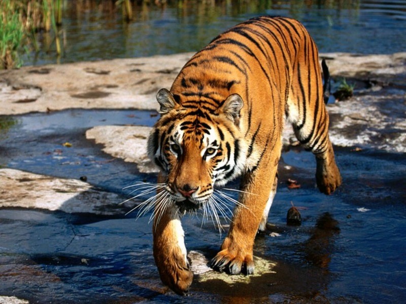 Prowler, Bengal Tiger; DISPLAY FULL IMAGE.