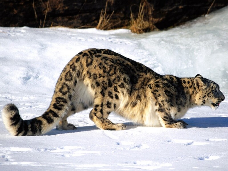 Ready to Pounce, Snow Leopard; DISPLAY FULL IMAGE.