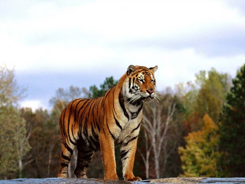 Regal Bengal Tiger; DISPLAY FULL IMAGE.
