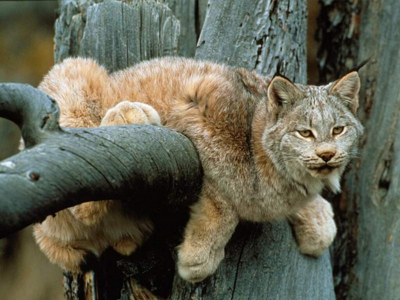 Relaxing Lynx, Wyoming; DISPLAY FULL IMAGE.