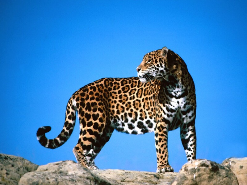 Second Look, Jaguar - Panthera onca; DISPLAY FULL IMAGE.