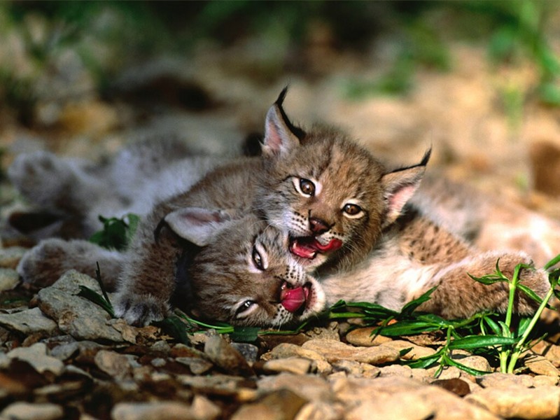 Sibling Rivalry, Eurasian Lynx; DISPLAY FULL IMAGE.