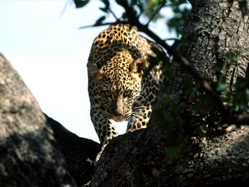 Silent Prowler, African Leopard; DISPLAY FULL IMAGE.