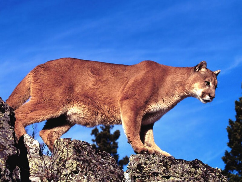 Skylined, Cougar; DISPLAY FULL IMAGE.