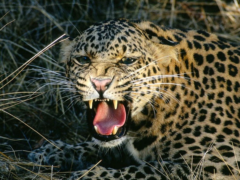 Snarl, Spotted Leopard; DISPLAY FULL IMAGE.