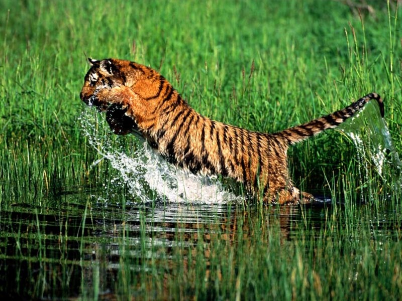 Splash, Bengal Tiger; DISPLAY FULL IMAGE.