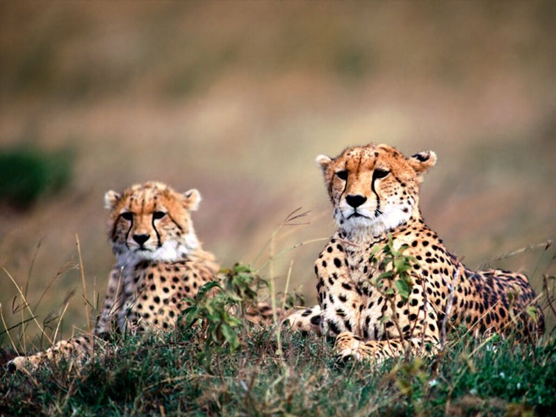 Spotting Trouble, Cheetahs; DISPLAY FULL IMAGE.