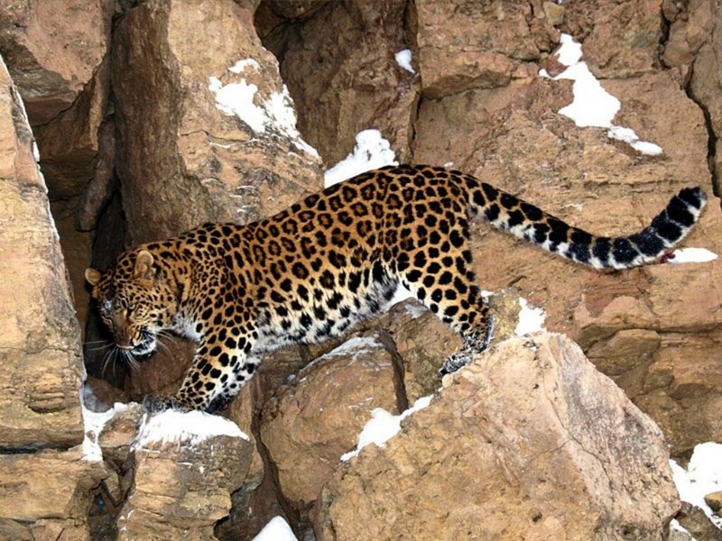 Stakeout, Amur Leopard; DISPLAY FULL IMAGE.
