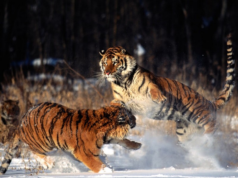 Standing Ground, Siberian Tigers; DISPLAY FULL IMAGE.