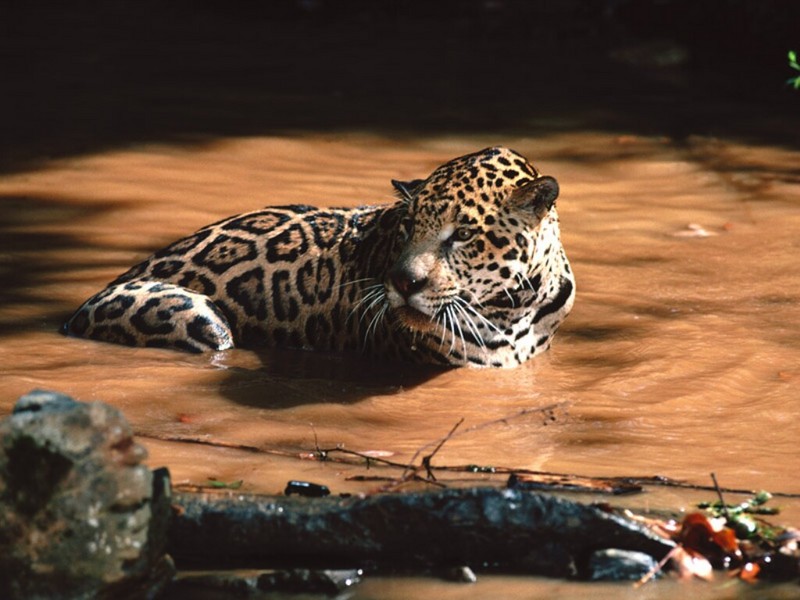 Swimming Hole, Jaguar; DISPLAY FULL IMAGE.