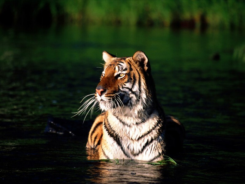 Taking a Dip, Bengal Tiger; DISPLAY FULL IMAGE.