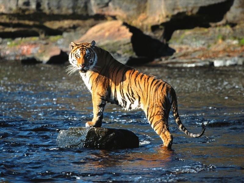 The Director, Bengal Tiger; DISPLAY FULL IMAGE.
