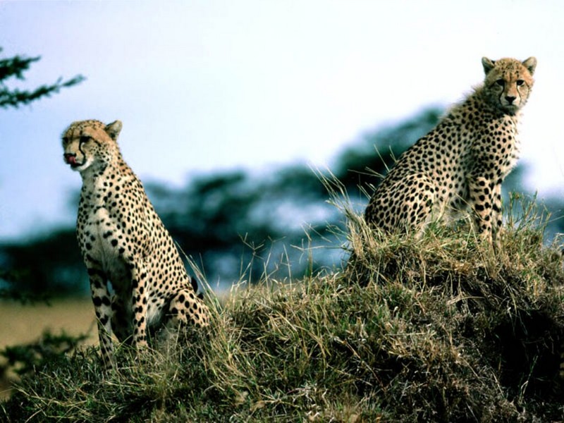 The Lookouts, Cheetahs; DISPLAY FULL IMAGE.