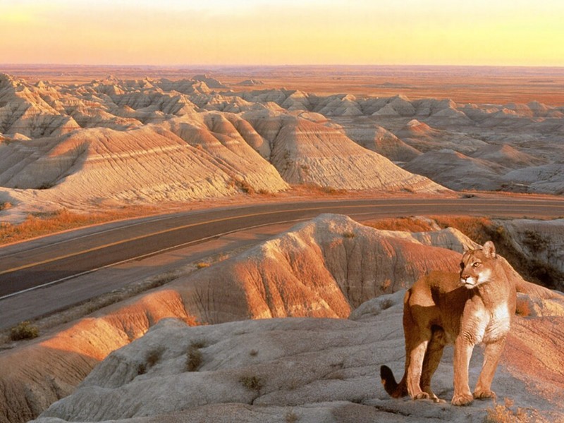The Mighty Mountain Lion, Badlands, South Dakota; DISPLAY FULL IMAGE.
