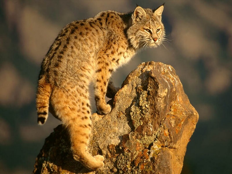The Scout, Bobcat; DISPLAY FULL IMAGE.