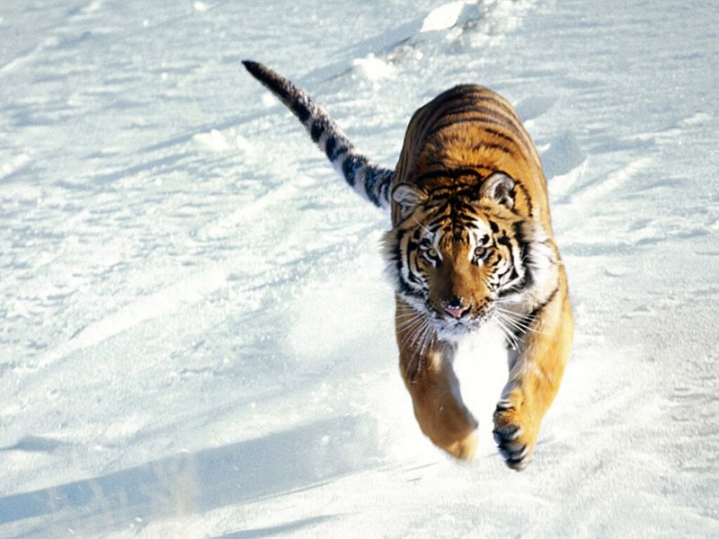 The Siege, Siberian Tiger; DISPLAY FULL IMAGE.
