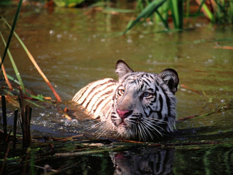 The Swimming Hole, White Tiger; DISPLAY FULL IMAGE.