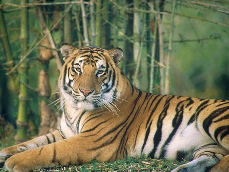 Tiger in the Trees; DISPLAY FULL IMAGE.