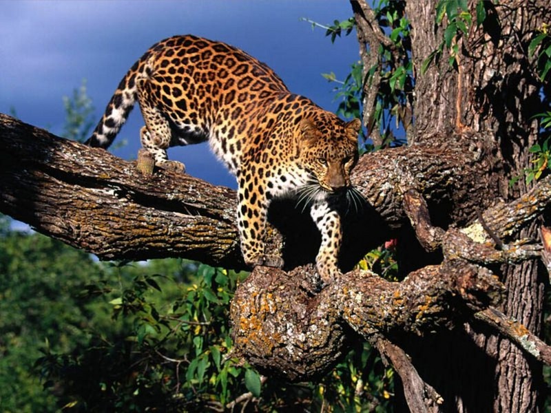 Tree Climber, Amur Leopard; DISPLAY FULL IMAGE.