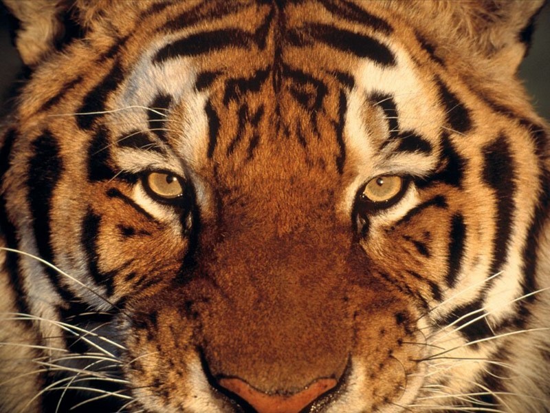 Who's Watching Who, Tiger eyes; DISPLAY FULL IMAGE.