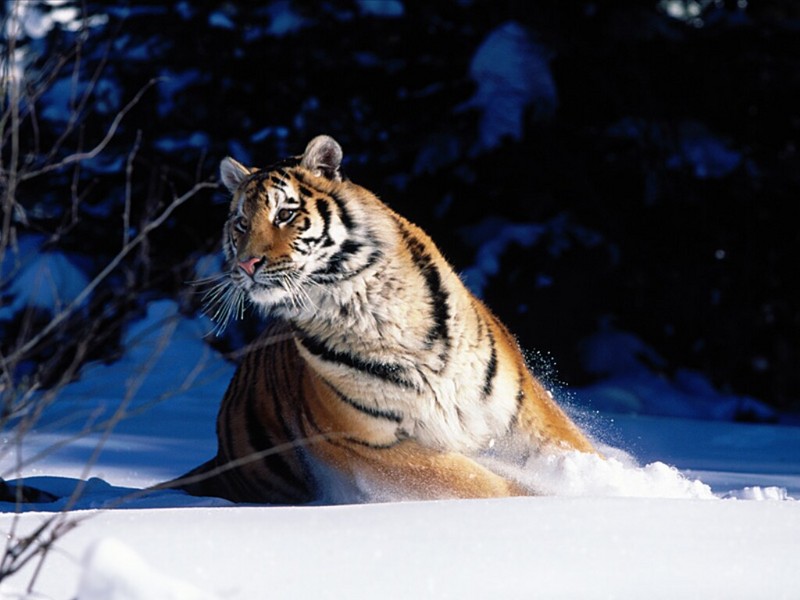 Wintery Scuddle, Siberian Tiger; DISPLAY FULL IMAGE.