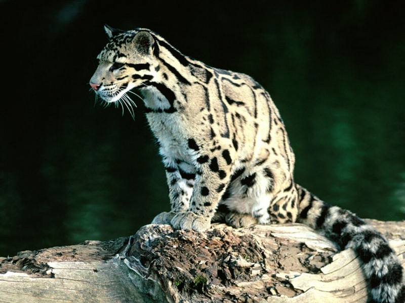 Young Clouded Leopard; DISPLAY FULL IMAGE.