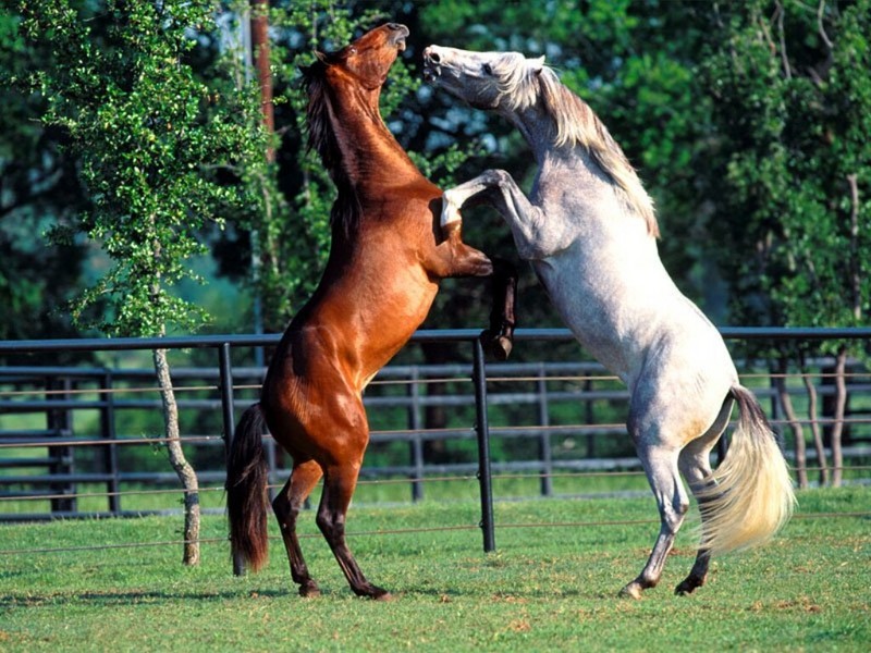Andalusian Horses; DISPLAY FULL IMAGE.