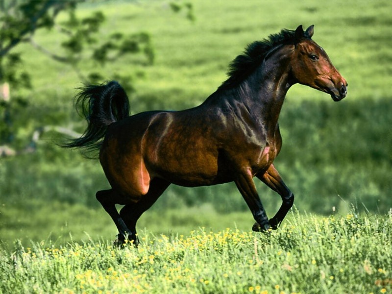 Apendix, Quarter Horse; DISPLAY FULL IMAGE.