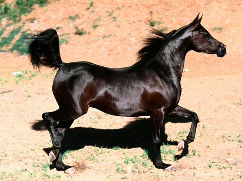Bint Faloo, Arabian Mare; DISPLAY FULL IMAGE.