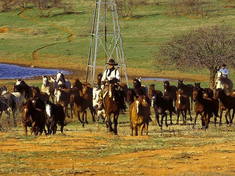Cowboy and Quarter Horse Remuda, Texas; DISPLAY FULL IMAGE.