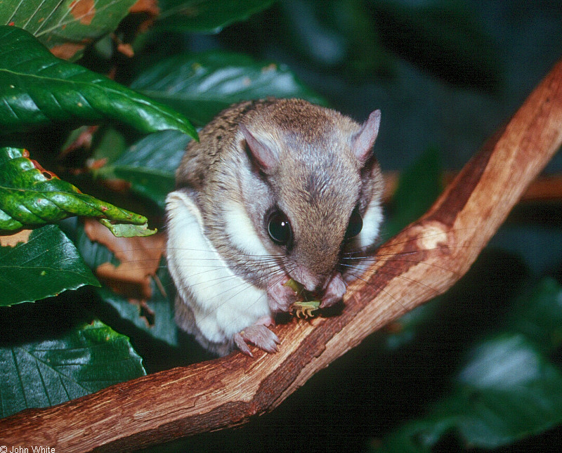 Southern Flying Squirrel; DISPLAY FULL IMAGE.