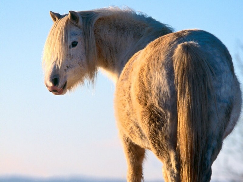 Winter, Welsh Pony; DISPLAY FULL IMAGE.