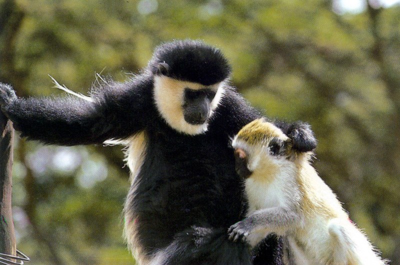 black-and-white colobus with young vervet monkey; DISPLAY FULL IMAGE.
