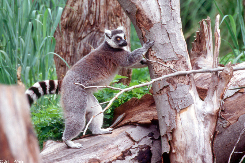 Ring Tailed Lemur (Lemur catta)0001; DISPLAY FULL IMAGE.