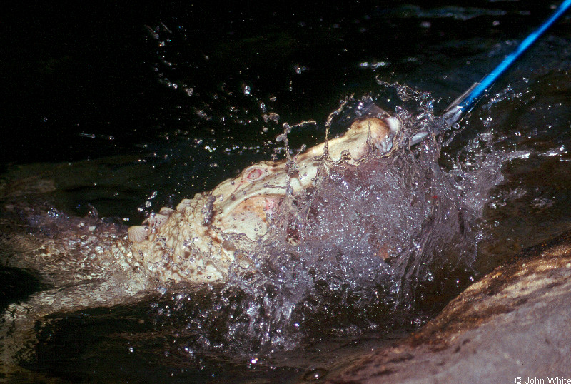 albino American alligator 9890 - gator (Alligator mississippiensis); DISPLAY FULL IMAGE.