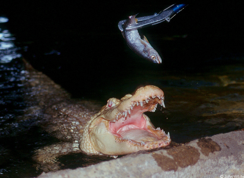 albino American alligator 9892 - gator (Alligator mississippiensis); DISPLAY FULL IMAGE.