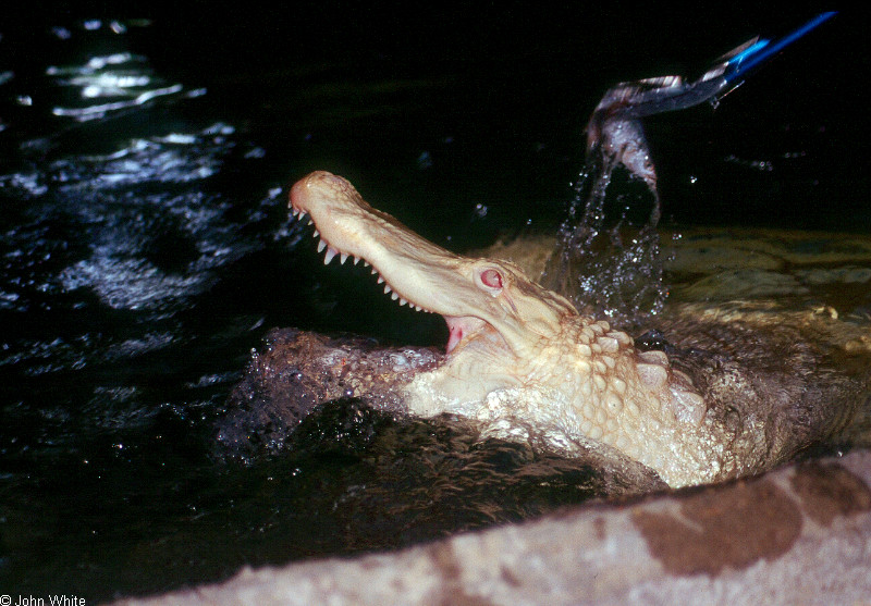 albino American alligator 9900 - gator (Alligator mississippiensis); DISPLAY FULL IMAGE.