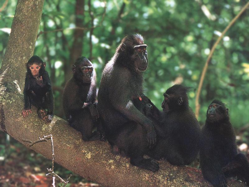 Celebes Crested Macaque (Macaca nigra) {!--검둥원숭이-->; DISPLAY FULL IMAGE.