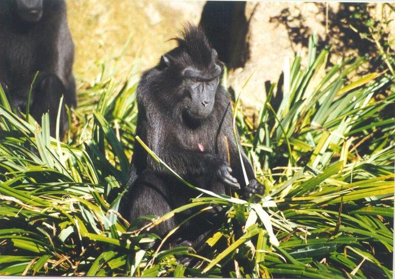Celebes Crested Macaque (Macaca nigra) {!--검둥원숭이-->; DISPLAY FULL IMAGE.