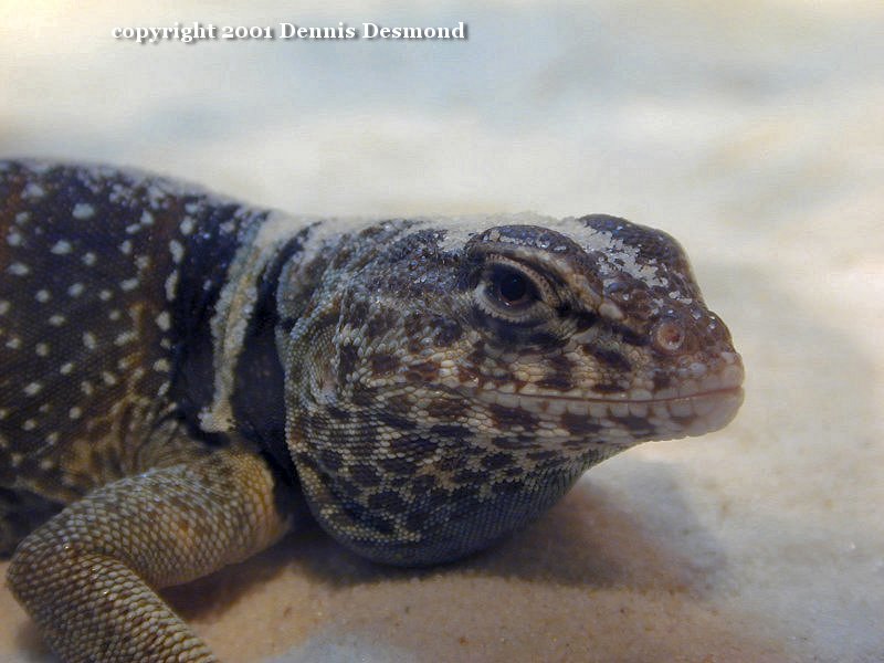 Great Basin Collared Lizard (Crotaphytus bicinctores) {!--초원목무늬도마뱀-->; DISPLAY FULL IMAGE.