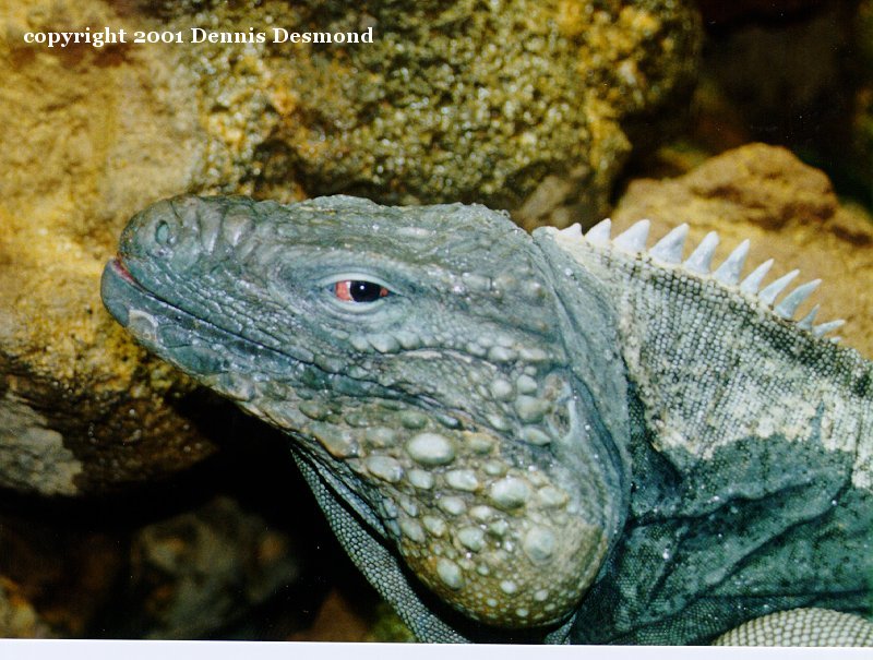 Grand Cayman iguana (Cyclura nubila lewisi) {!--바위이구아나-->; DISPLAY FULL IMAGE.