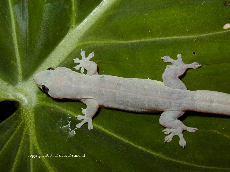 House Gecko / Dubious Dtella (Eulamprus murrayi) {!--집도마뱀붙이-->; DISPLAY FULL IMAGE.