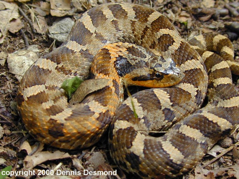 Eastern Hognose Snake (Heterodon platirhinos) {!--동부돼지코뱀-->; DISPLAY FULL IMAGE.