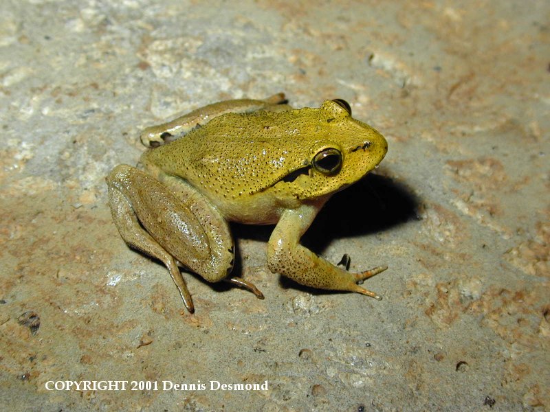 Black-soled Frog (Lechriodus fletcheri) {!--호주카니발개구리-->; DISPLAY FULL IMAGE.