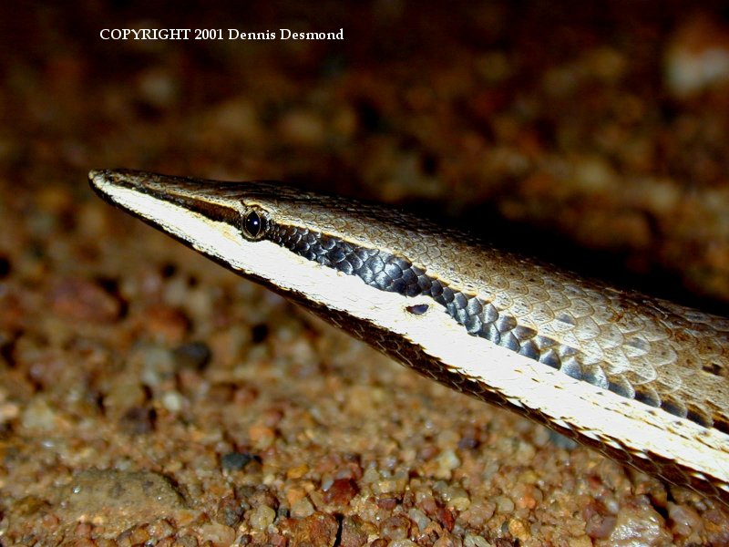 Burton's Legless Lizard (Lialis burtonis) {!--뾰족코무족도마뱀-->; DISPLAY FULL IMAGE.