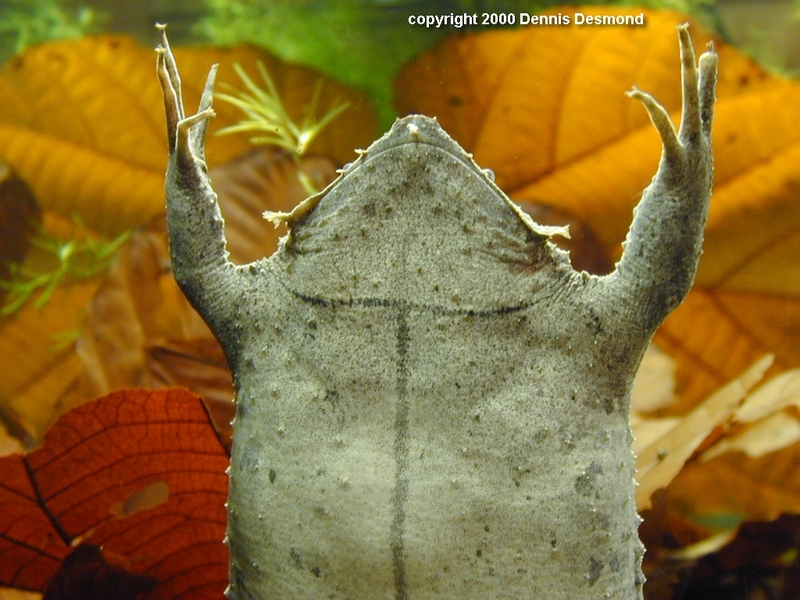 Surinam toad (Pipa pipa) {!--피파(수리남두꺼비)-->; DISPLAY FULL IMAGE.