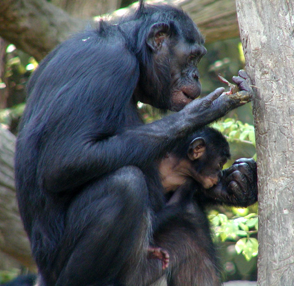 Bonobo (Pan paniscus) {!--피그미침팬지(보노보)-->; Image ONLY