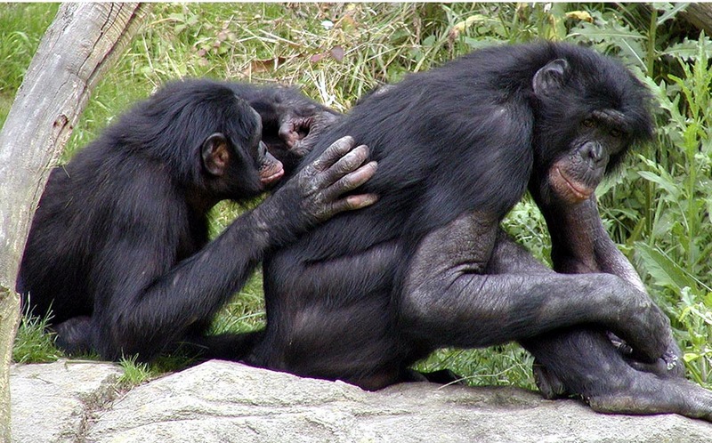 Bonobo (Pan paniscus) {!--피그미침팬지(보노보)-->; DISPLAY FULL IMAGE.