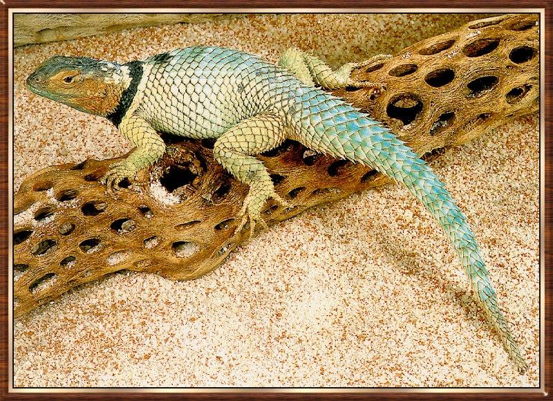 Blue Spiny Lizard (Sceloporus cyanogenys) {!--청비늘도마뱀-->; DISPLAY FULL IMAGE.